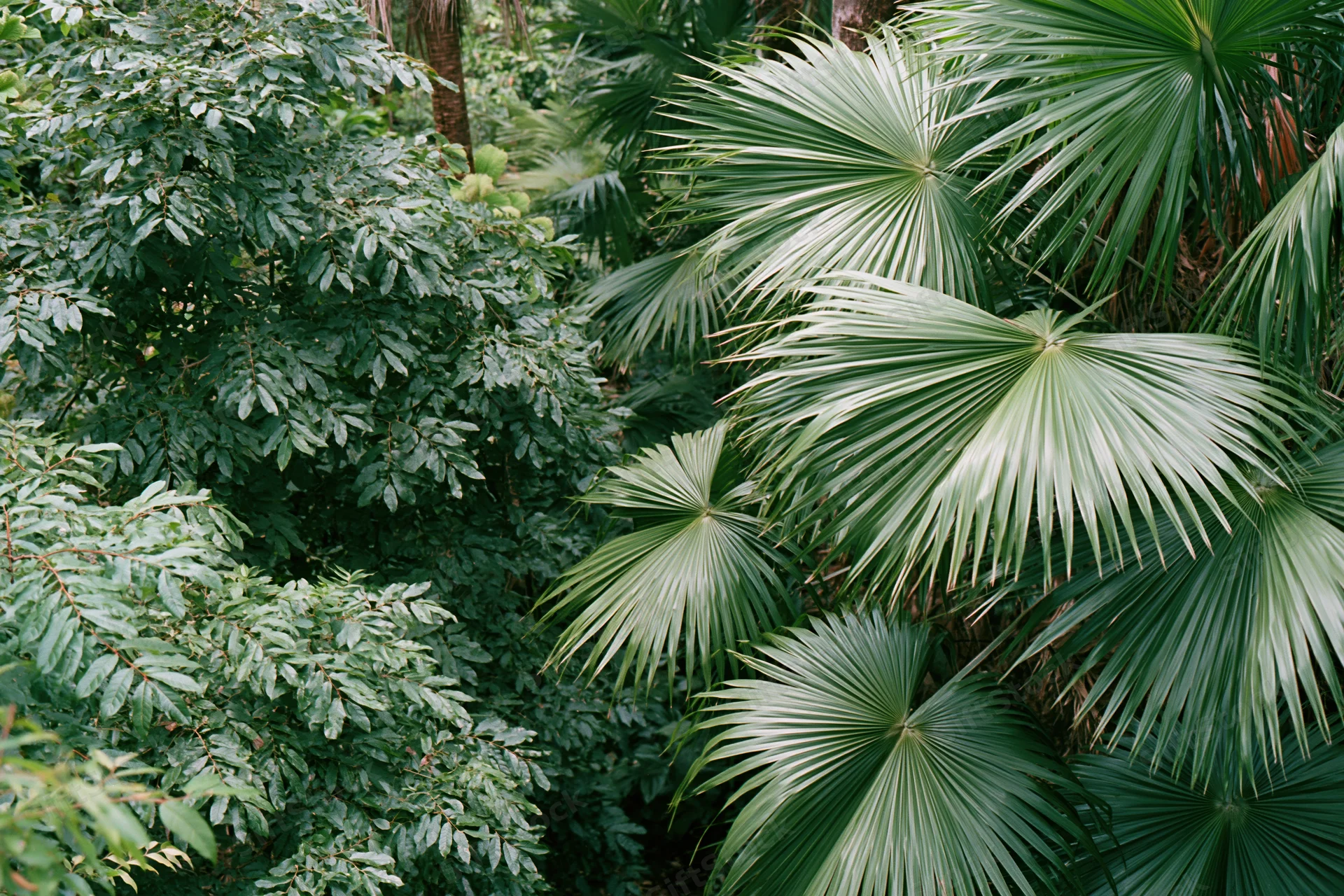 Dense tropical foliage with fan palms filling the frame