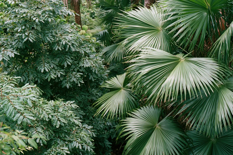 Dense tropical foliage with fan palms filling the frame