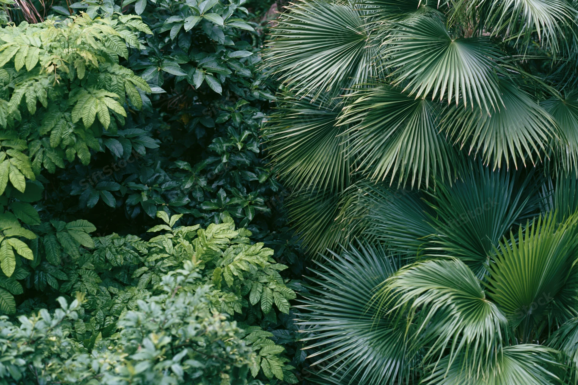 Dense tropical foliage with fan palms filling the frame