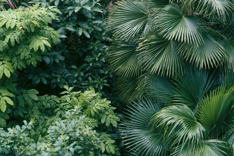Dense tropical foliage with fan palms filling the frame