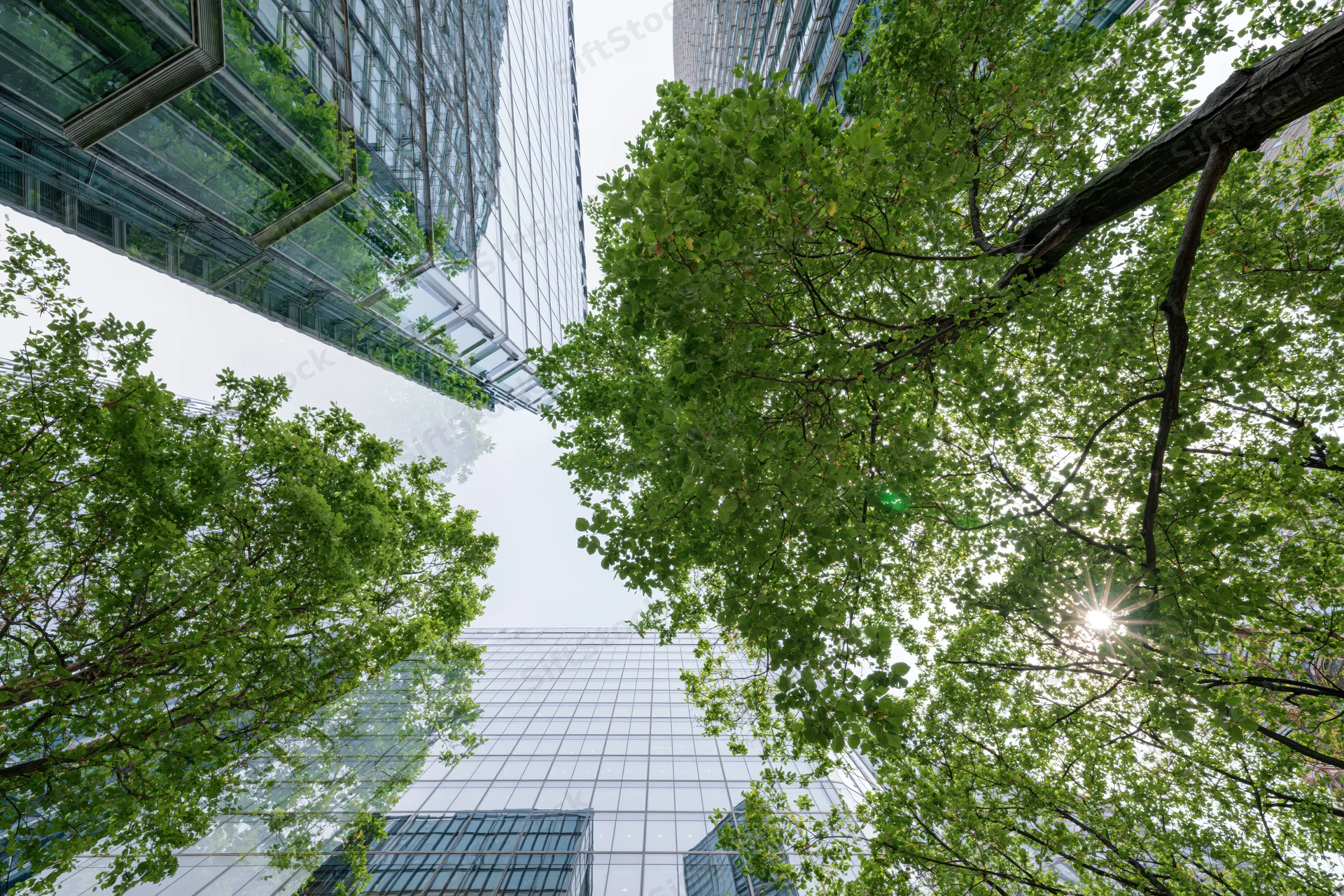 Upward view of modern glass office towers surrounded by lush green trees under bright sunlight