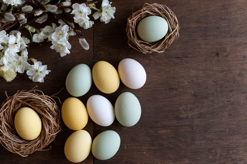 Easter eggs in pale green yellow and white arranged on dark wooden table with blossoming branches and nests