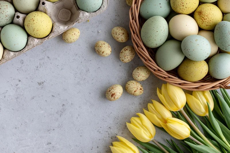 Easter eggs in a wicker basket and yellow tulips arranged on a gray surface in a flat lay composition
