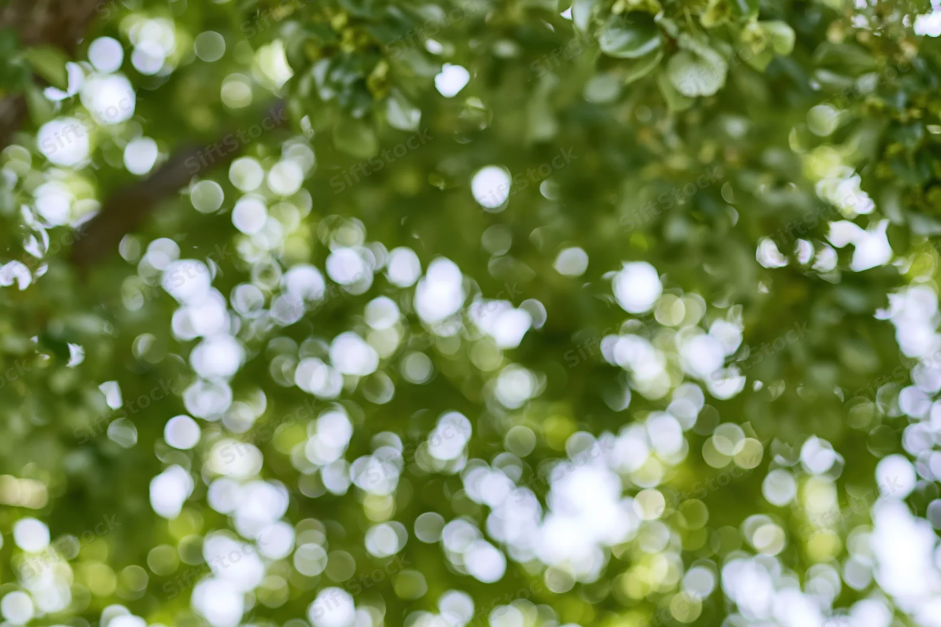 Bokeh effect of sunlight filtering through tree canopy in a natural outdoor setting