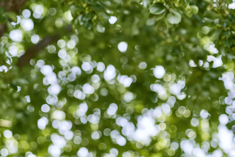 Bokeh effect of sunlight filtering through tree canopy in a natural outdoor setting
