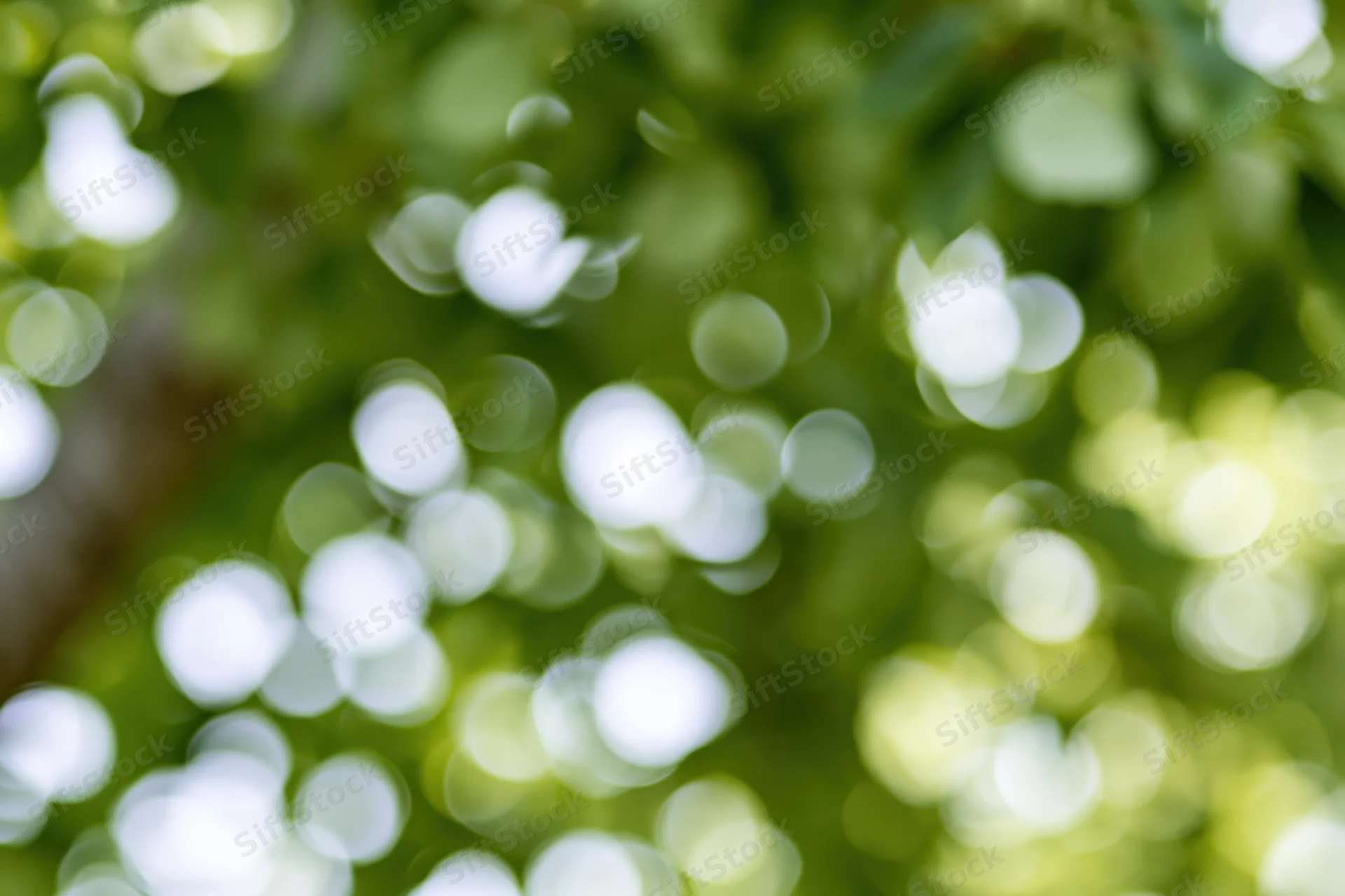Bokeh effect of sunlight filtering through green tree canopy in a forest setting