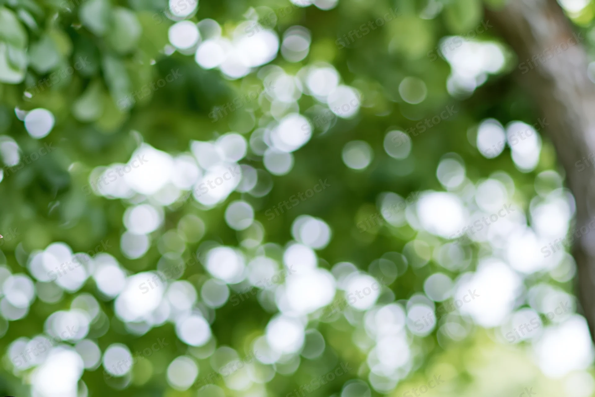 Blurred view of green tree canopy with dappled sunlight filtering through leaves