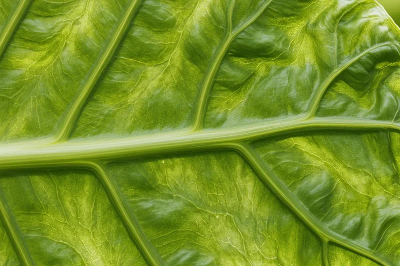 Extreme closeup of a large green leaf surface showing detailed veins and texture