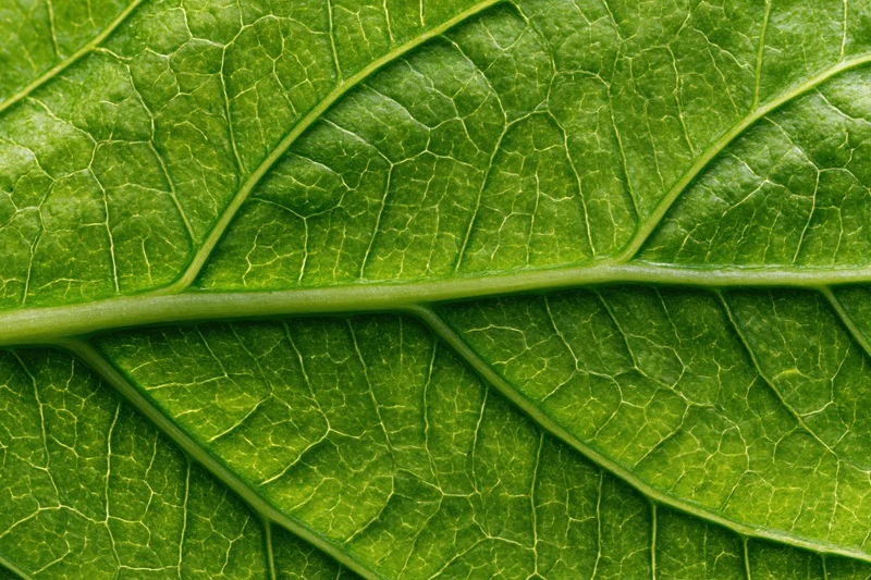 Extreme closeup of a green leaf surface showing detailed veins and texture