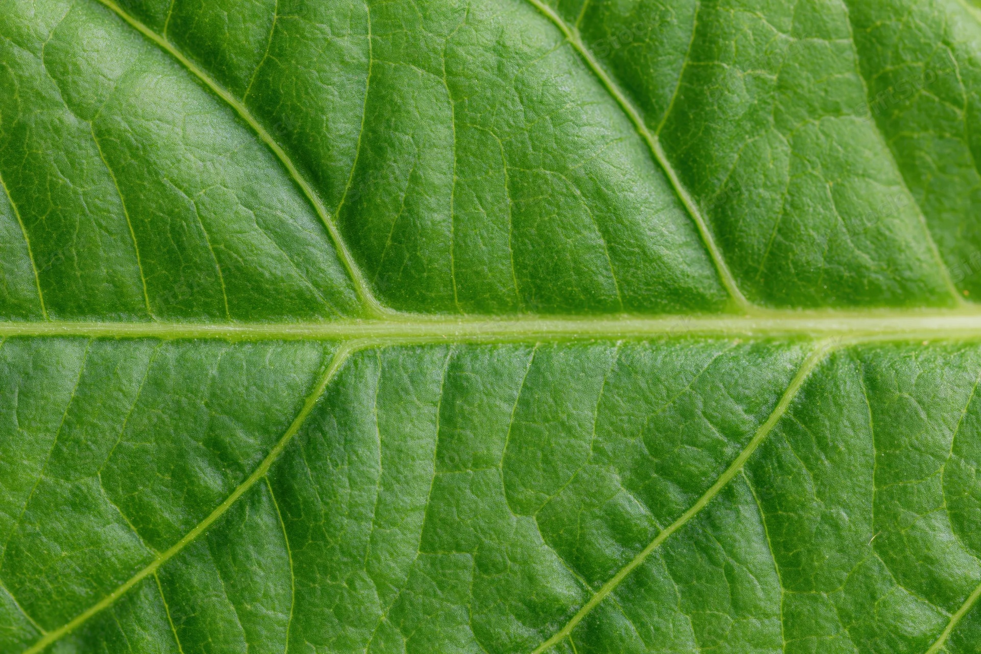 Extreme close-up of a green leaf surface showing detailed veins and texture