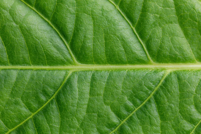 Extreme close-up of a green leaf surface showing detailed veins and texture