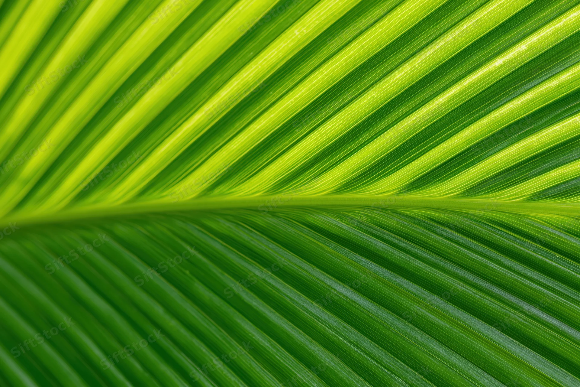 Closeup of a tropical leaf surface showing detailed veins and vibrant green texture