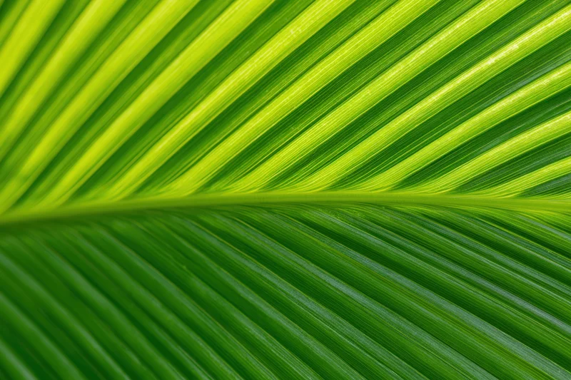 Closeup of a tropical leaf surface showing detailed veins and vibrant green texture