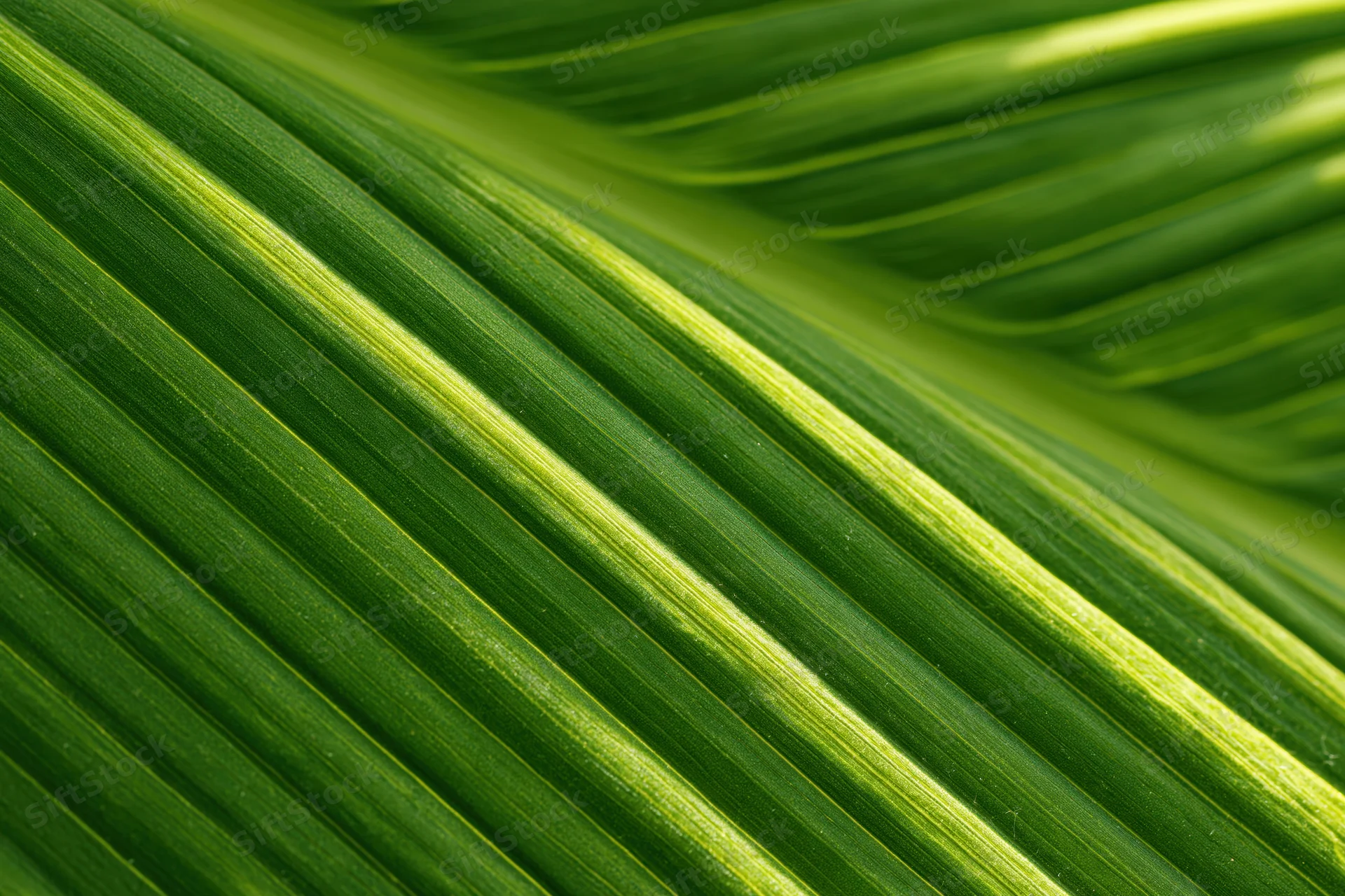 Close-up of a tropical leaf surface showing detailed veins and green texture