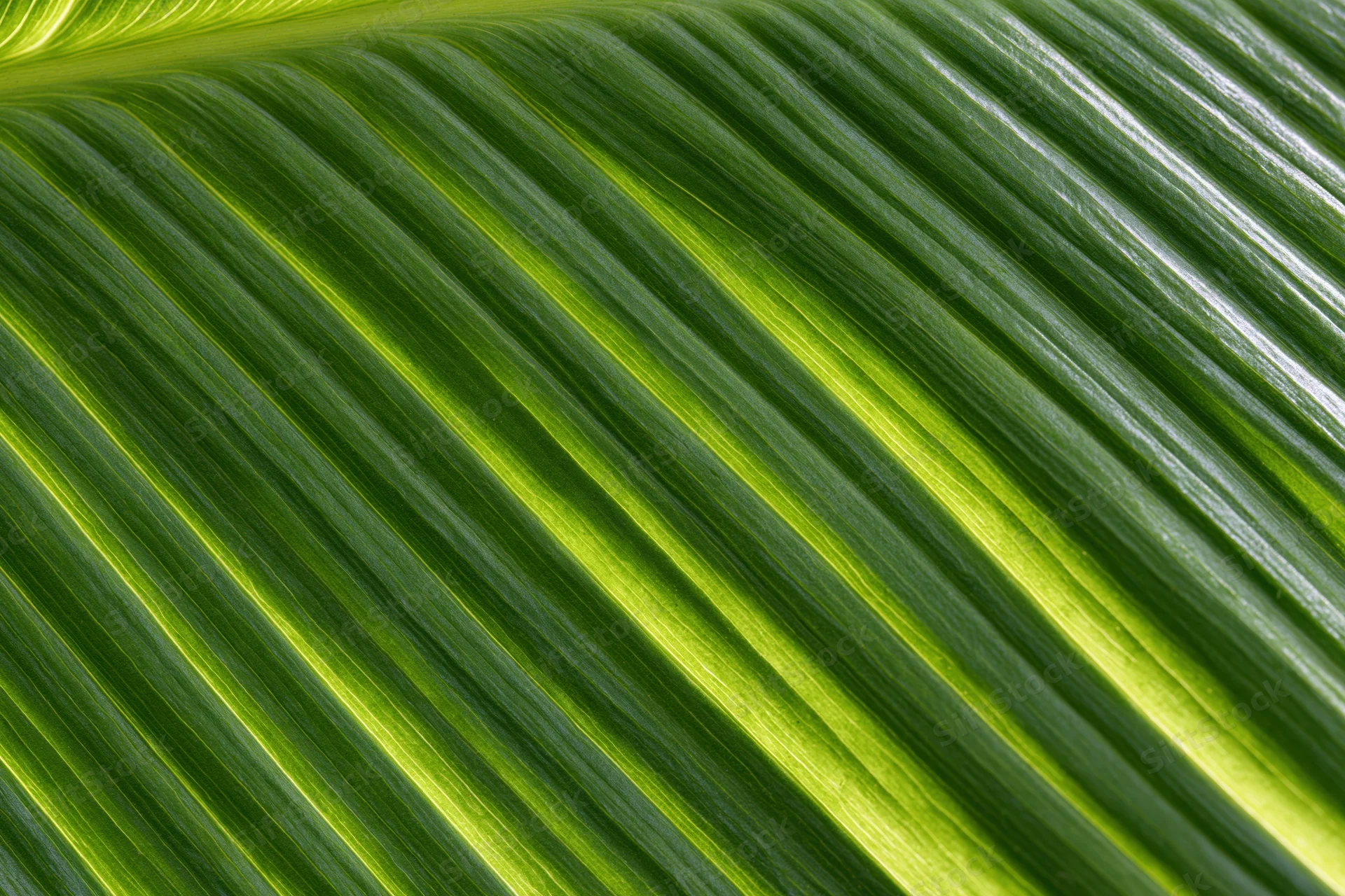 Close-up of a tropical leaf surface showing detailed veins and green striations