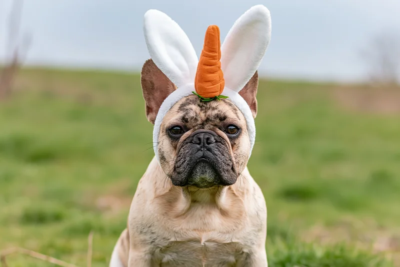 Fawn french bulldog wearing white easter bunny ears headband with carrot on grass field