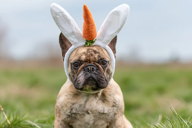 Fawn french bulldog wearing white bunny ears headband with carrot on grass field