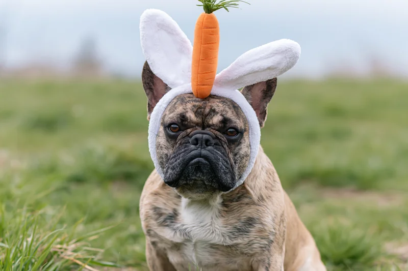 Fawn french bulldog wearing white bunny ears headband with carrot on grass field