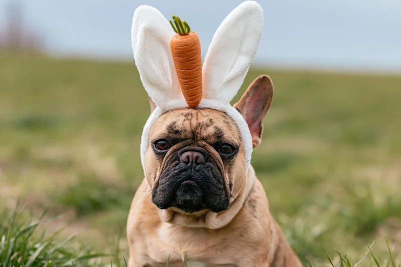 Fawn french bulldog wearing white bunny ears headband with carrot on grass field