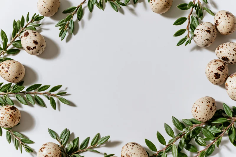 Speckled quail eggs and green leafy branches arranged in a flat lay frame on white background with copyspace