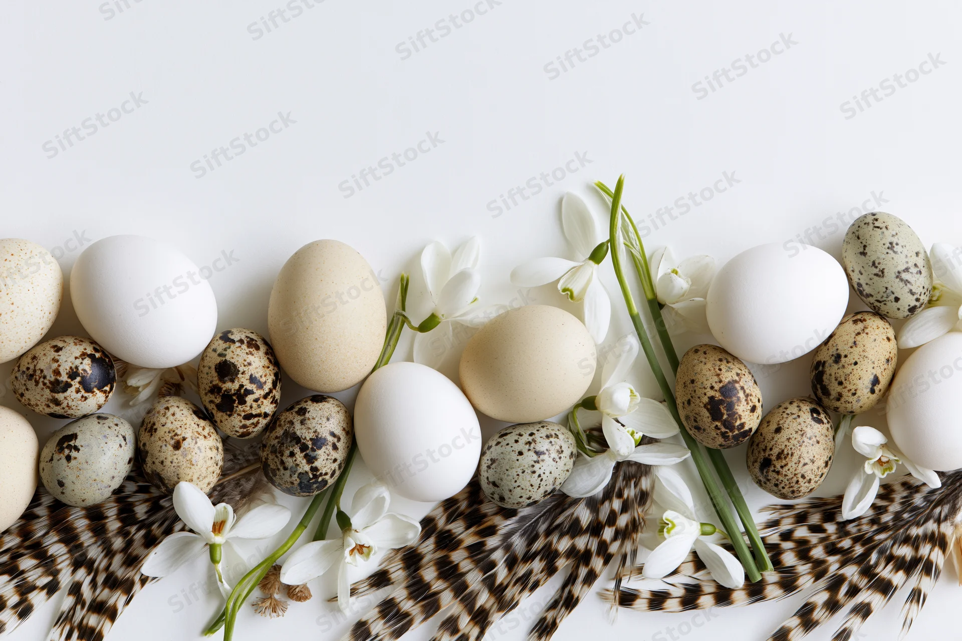 Flat lay of white and speckled quail eggs with white snowdrop flowers and patterned feathers on white surface