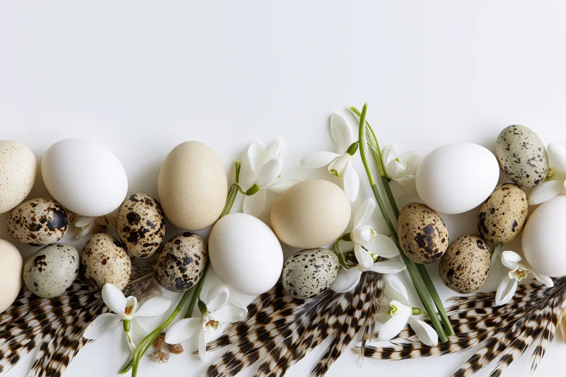 Flat lay of white and speckled quail eggs with white snowdrop flowers and patterned feathers on white surface