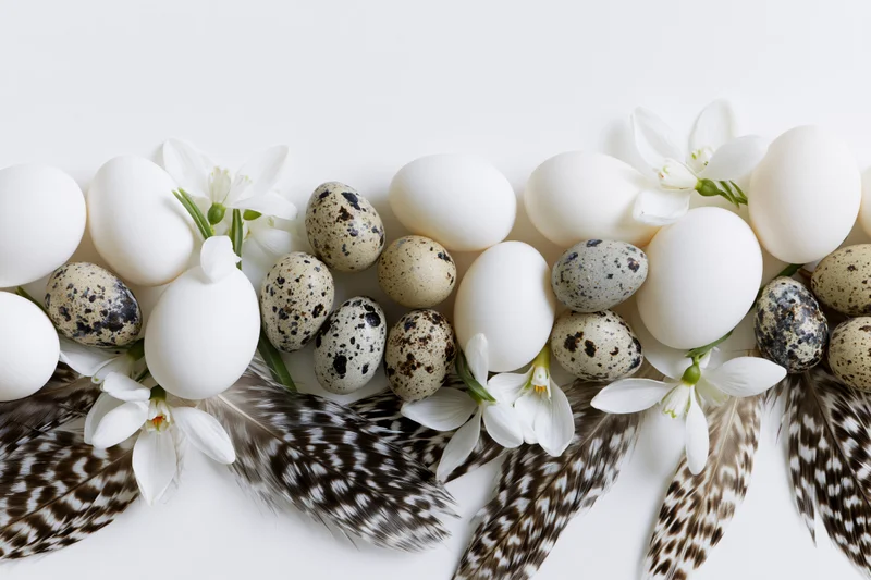 Flat lay arrangement of white and speckled quail eggs with feathers and white flowers on white background