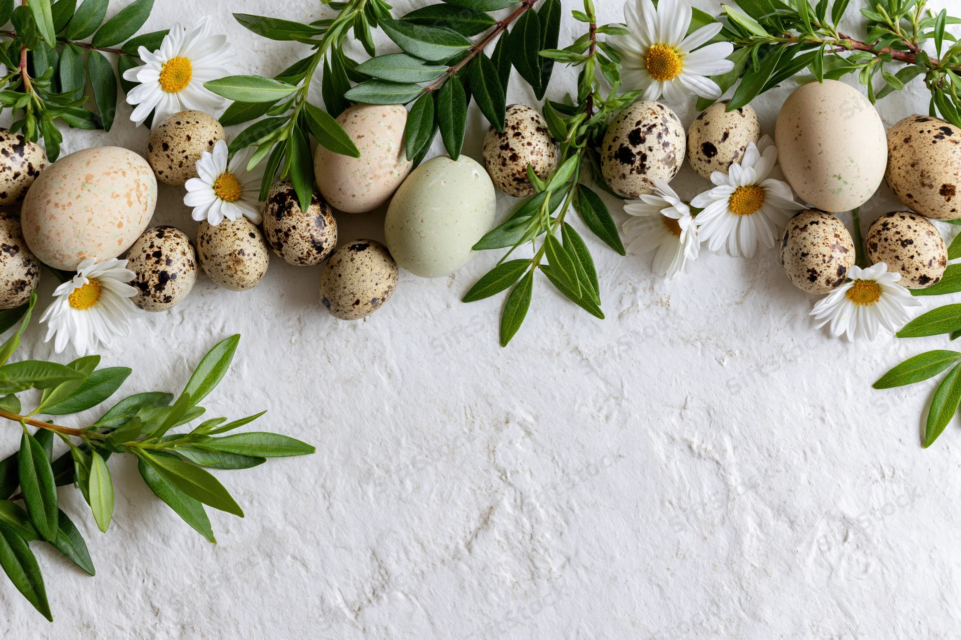 Flat lay of speckled quail eggs and white daisies with green leaves arranged as a border on a textured white surface