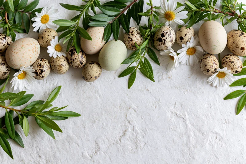 Flat lay of speckled quail eggs and white daisies with green leaves arranged as a border on a textured white surface