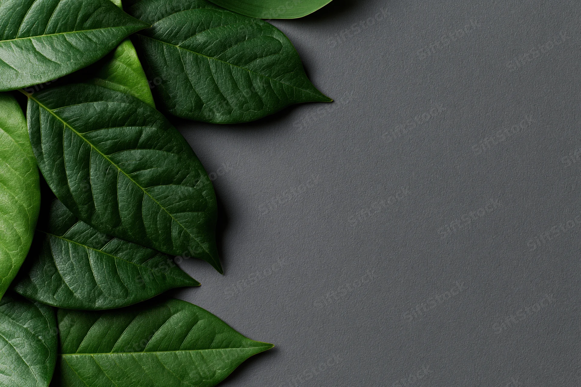 Green tropical leaves arranged along the left edge on dark gray surface with copyspace