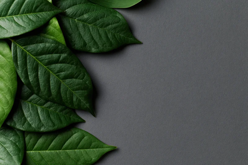 Green tropical leaves arranged along the left edge on dark gray surface with copyspace