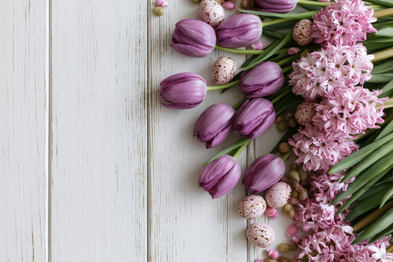 Purple tulips and pink hyacinths arranged with speckled easter eggs on a white wooden surface