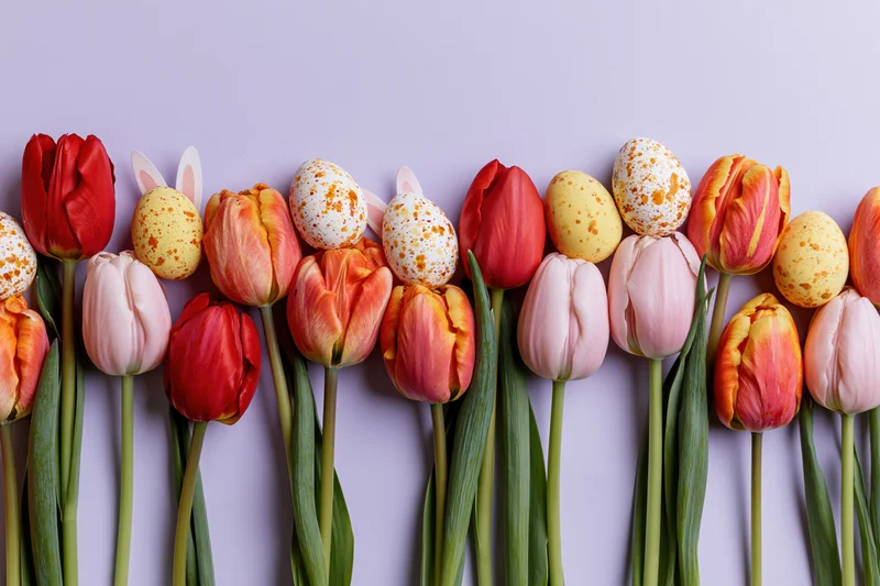 Red pink and orange tulips with green stems arranged in a flat lay with speckled easter eggs and bunny ears on a pastel background
