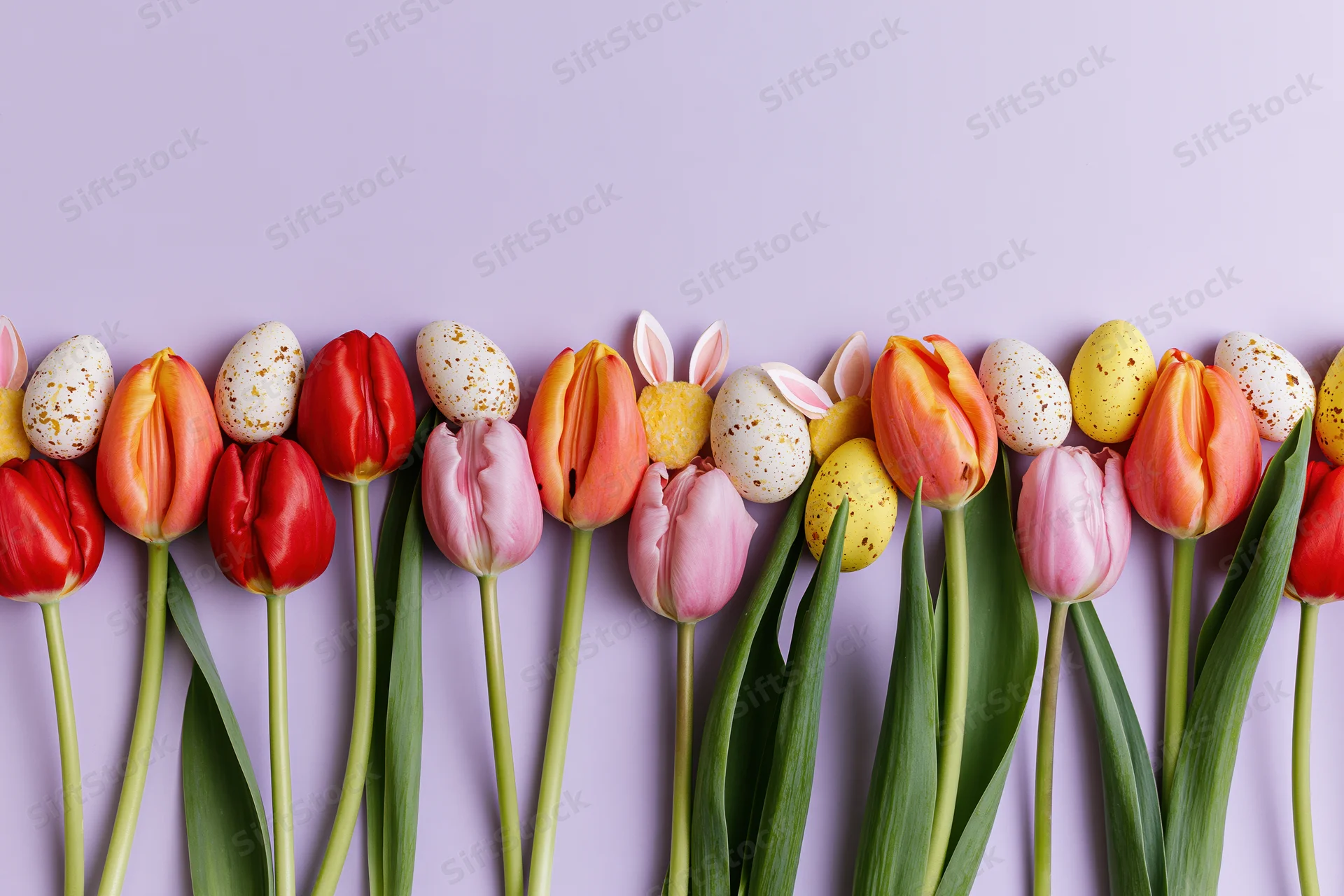Flat lay of red orange and pink tulips with green stems arranged with speckled easter eggs and bunny ears on purple background