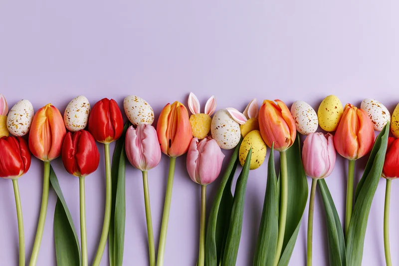 Flat lay of red orange and pink tulips with green stems arranged with speckled easter eggs and bunny ears on purple background