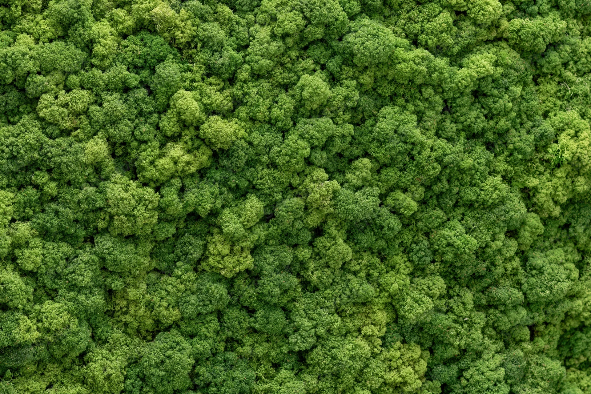 Dense preserved reindeer moss covering a flat wall as a natural green texture