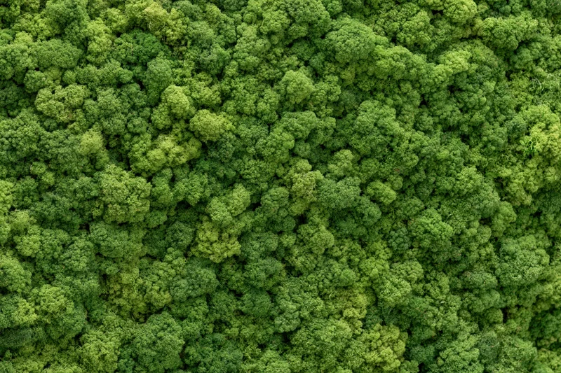 Dense preserved reindeer moss covering a flat wall as a natural green texture