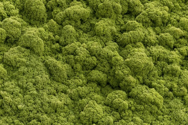 Dense preserved reindeer moss covering a flat wall as a natural green texture