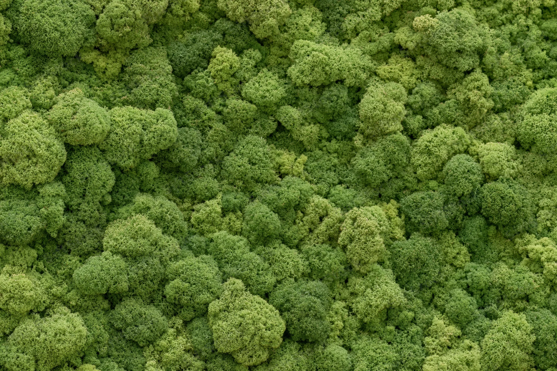 Dense preserved reindeer moss covering a flat wall as a natural green texture