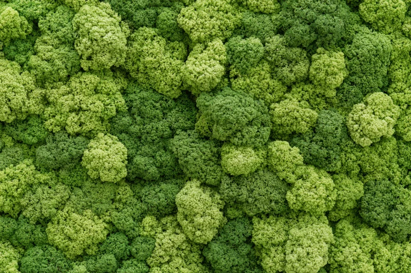 Dense preserved reindeer moss covering a flat wall as a natural green texture background