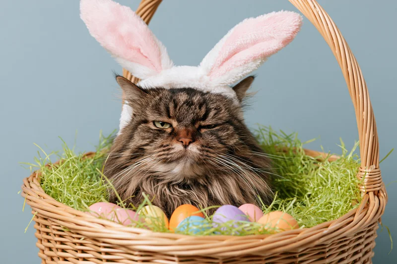 Fluffy tabby cat wearing pink and white bunny ears sitting in a wicker basket filled with colorful easter eggs and green grass