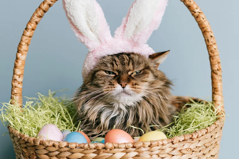 Fluffy tabby cat wearing pink and white bunny ears in a wicker basket filled with pastel eggs and hay
