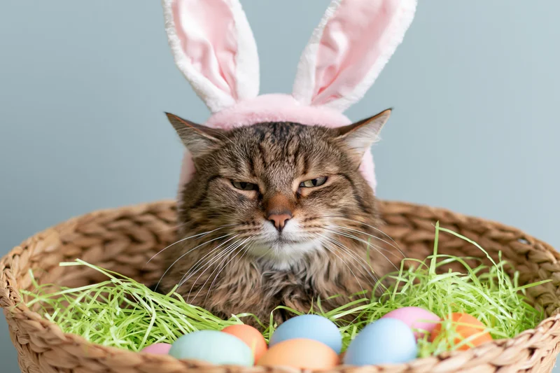 Fluffy tabby cat wearing pink and white bunny ears sitting in a wicker basket filled with green grass and pastel eggs