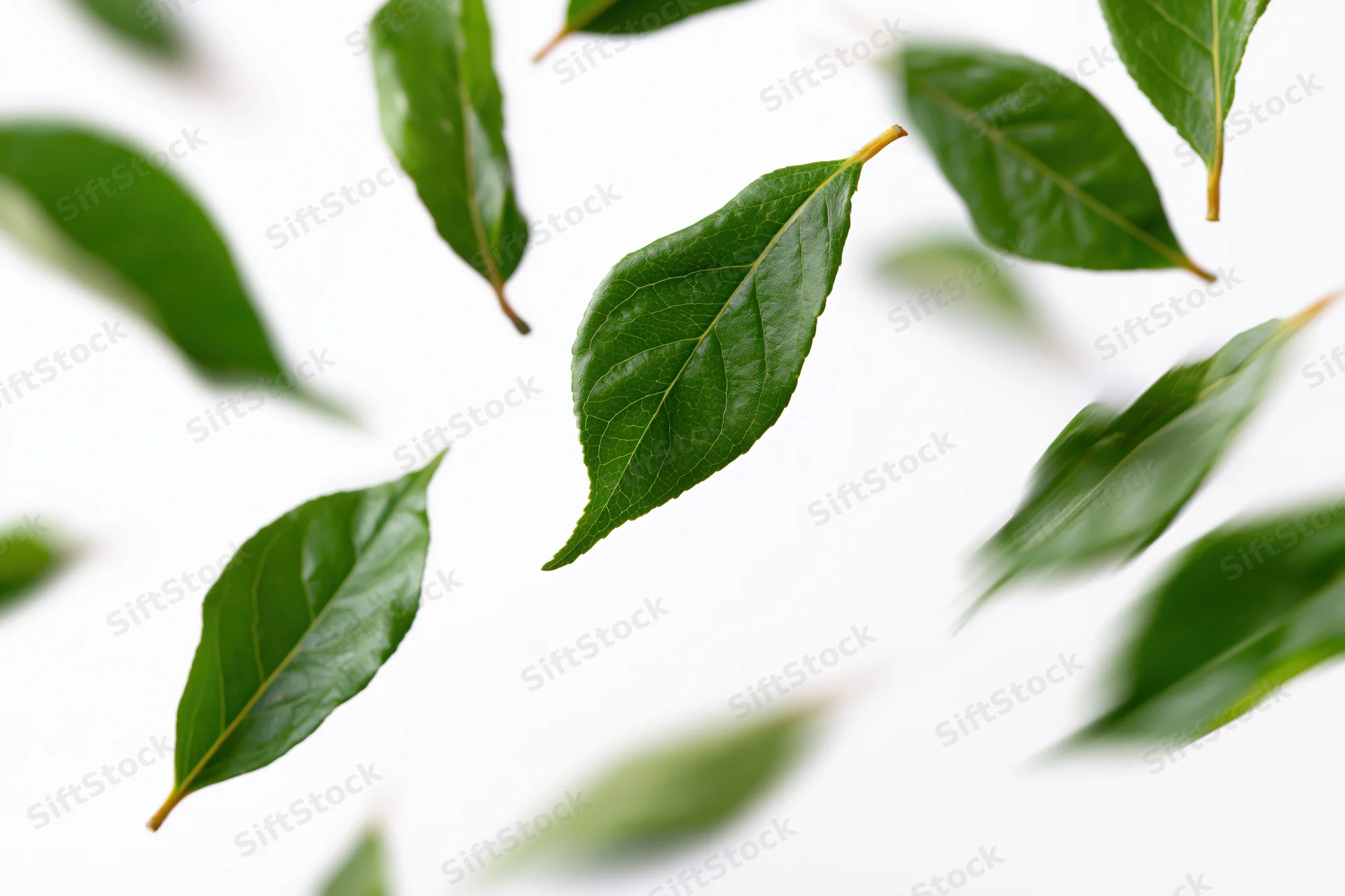Green leaves floating and scattered against a pure white background