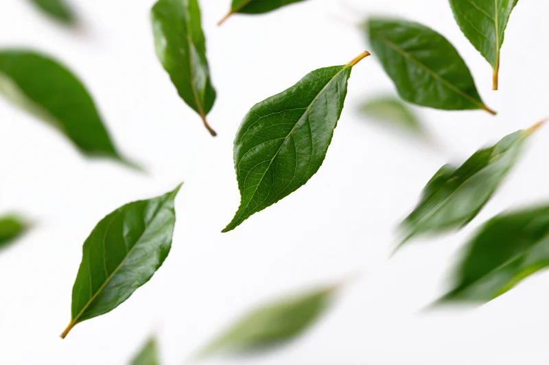 Green leaves floating and scattered against a pure white background