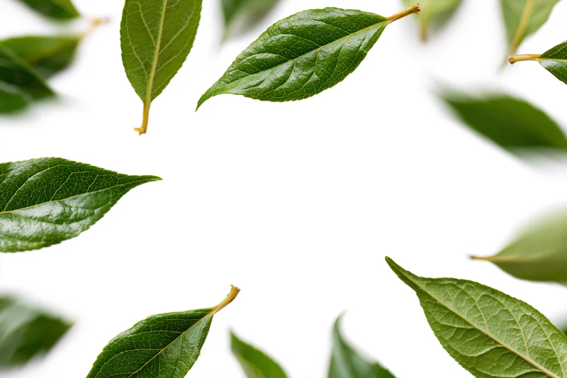 Green leaves scattered and floating against a pure white background