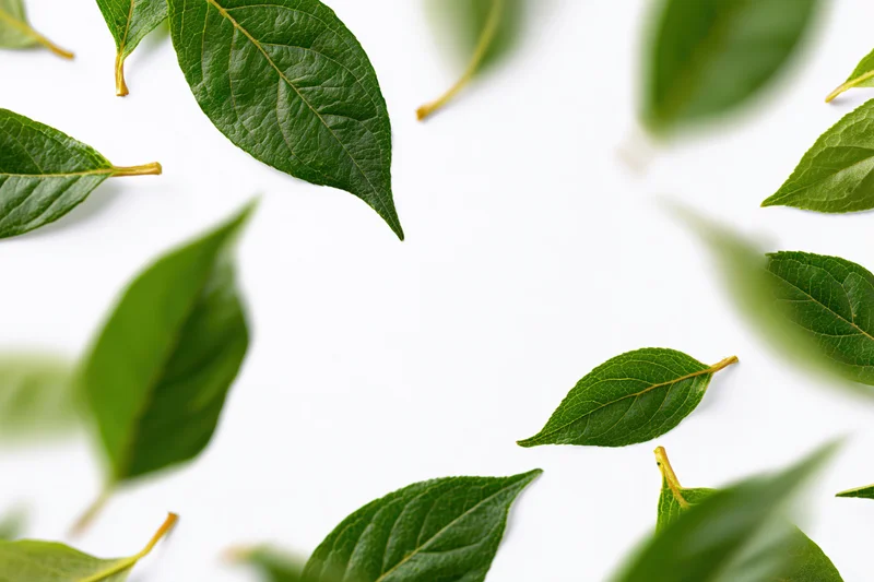 Fresh green leaves scattered and floating against a pure white background