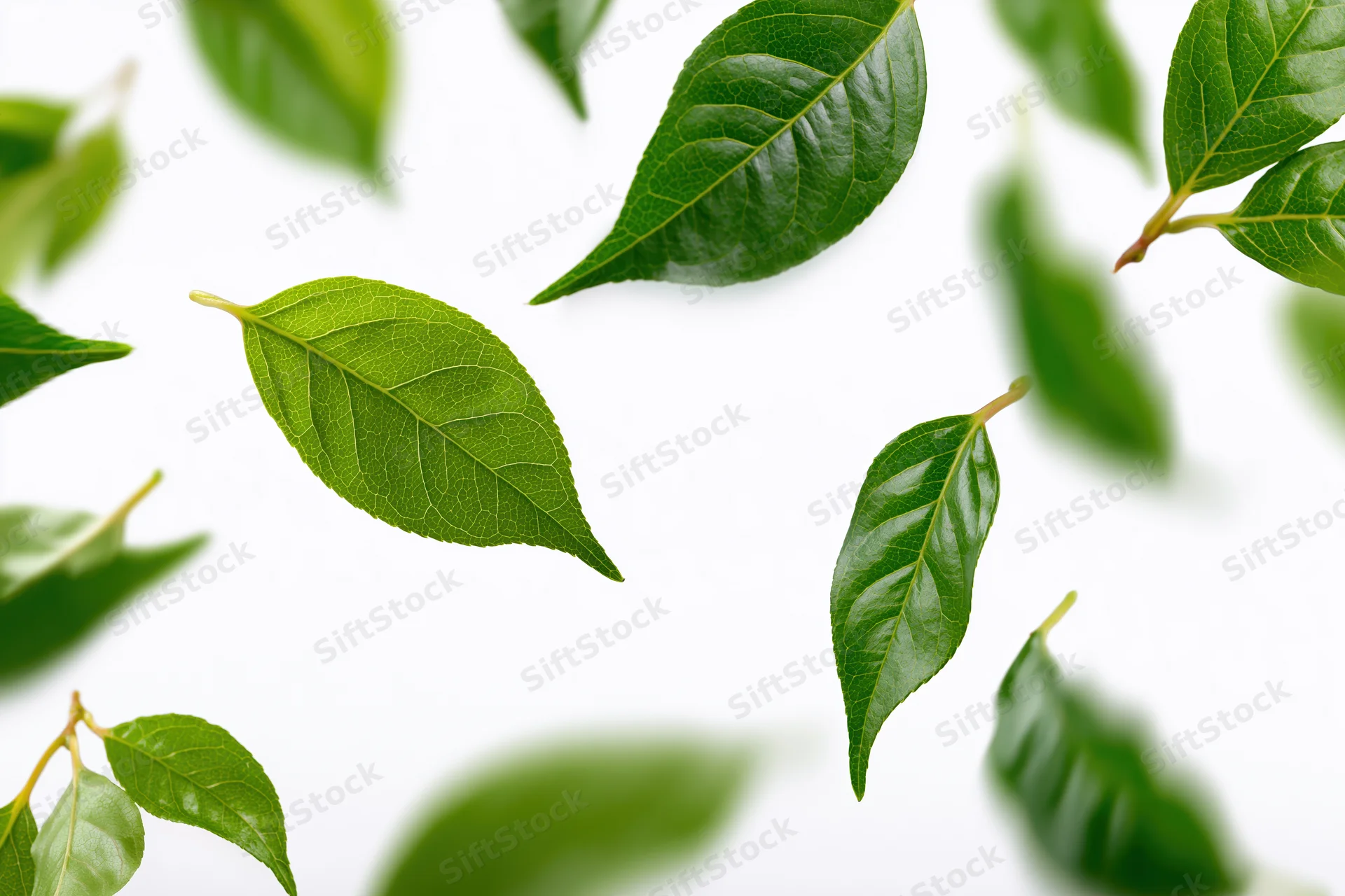 Green leaves floating and scattered against a pure white background