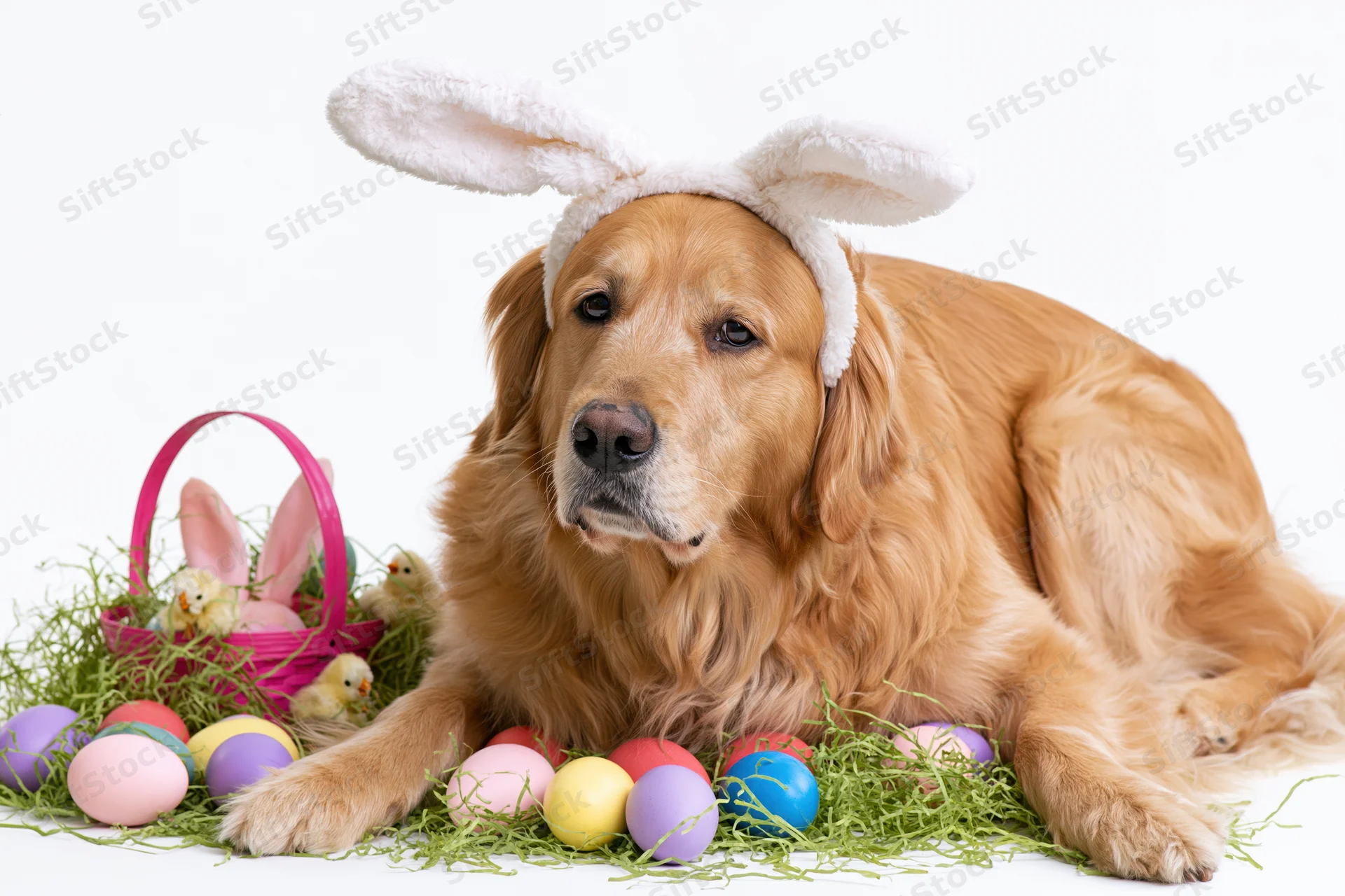 Golden retriever lying down wearing white plush bunny ears surrounded by easter eggs and a pink basket on white background