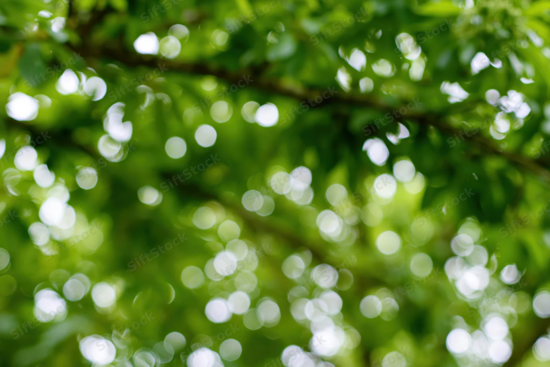 Defocused green garden foliage filling the frame with bokeh light spots